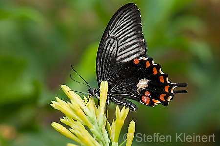 238 gewoehnlicher Mormone - Papilio polytes